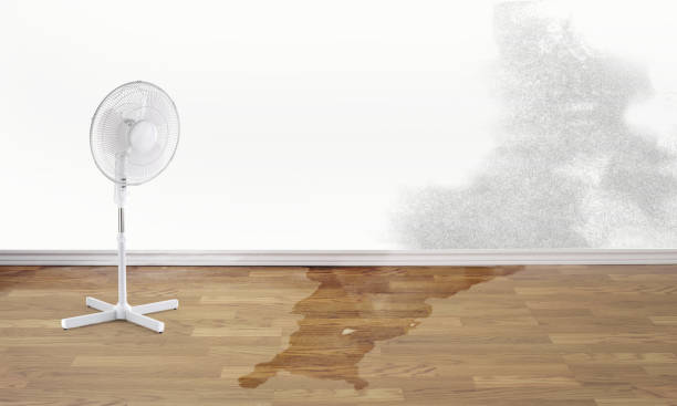 Best Water damage cleanup near me  in Campbell, MO